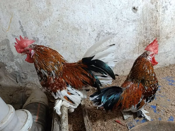 Chickens