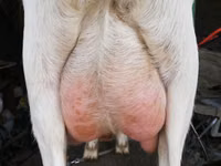 Ziege, Nubian Goat — Foto 1