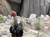 Chickens — Foto 2