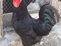 Chickens — Foto 2