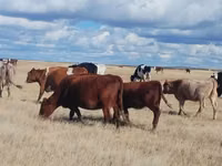 Kuh, Latvian Blue cattle — Foto 7