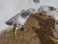 Chickens — फ़ोटो 3