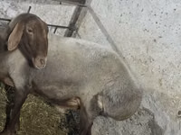 Ram, Sheep — photo 2
