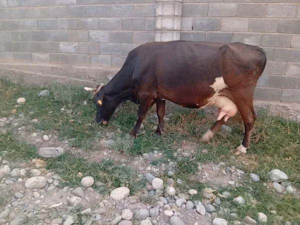 母牛, Russian Black pied cattle — 吉尔吉斯斯坦