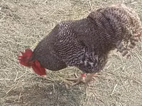 بليموث روك — الصورة 2