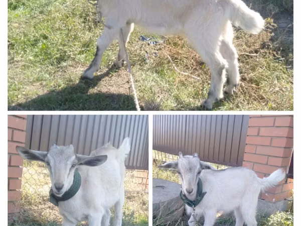 تيس, Alpine goat