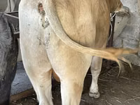 ثور, Swiss cattle — الصورة 8