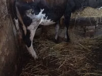 गाय, Simmental cattle — फ़ोटो 2