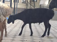 母山羊, Goats — 照片 4
