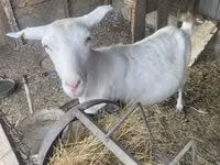Ziege, Saanen goat — Foto 2