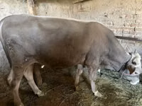 公牛, Aberdeen-Angus — 照片 4