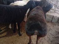 Schaf, Hissar sheep — Foto 5