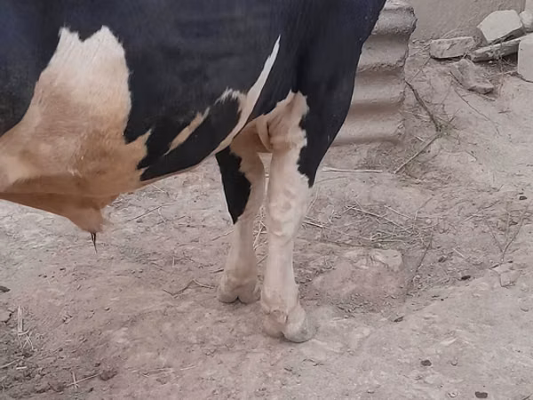 公牛, Russian Black pied cattle — 乌兹别克斯坦