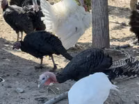 Chickens — 照片 2
