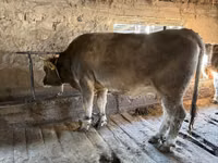 Vaca, Raza Alatau — foto 3