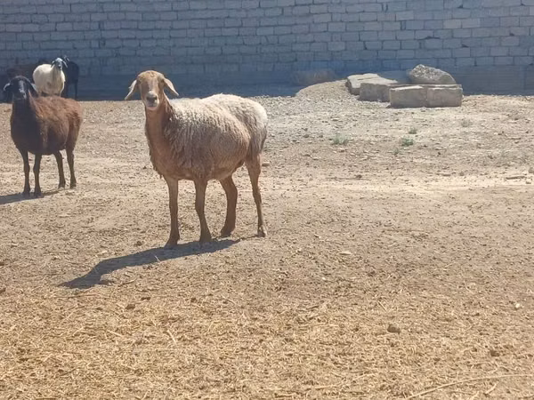Widder, Ordabasy sheep