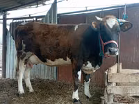 Vaca, Simmental cattle — foto 1