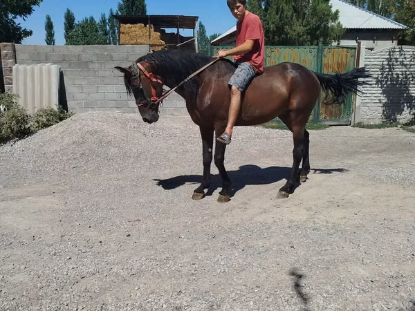 Hengst, French Trotter