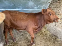 公牛, Swiss cattle — 照片 2