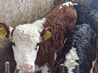 Cattle (batch, sex not specified), Cattle — photo 2