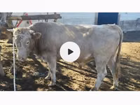 公牛, Kazakh White-headed cow — 照片 2