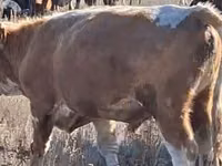 Bulle, Swiss cattle — Foto 5
