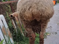 Sheep, Arashan sheep — photo 6