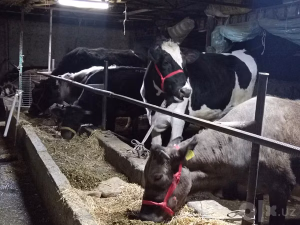 Kuh, Simmental cattle