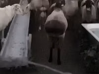 كبش, الأغنام — الصورة 2