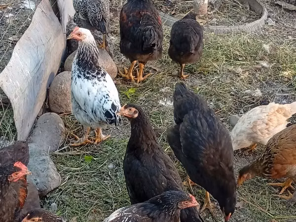 Chickens