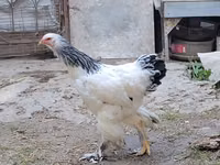 Brahma — Foto 4
