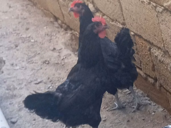 Australian Pit Game fowl