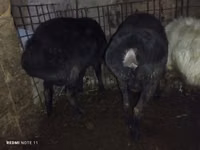 Widder, Schafe — Foto 1