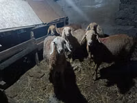 Goat, Goats — photo 4