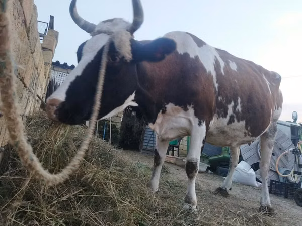 Уй, Симментал тукуму