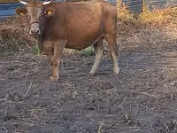 Vaca, Swiss cattle — foto 4