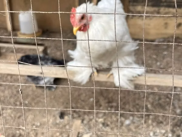 Chickens