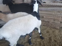 Ram, Rhon sheep — photo 3