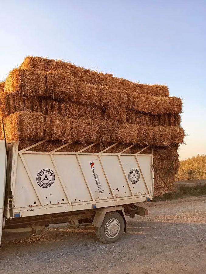 Продам тюки чистой ячменной соломы,тюки большие и плотные ц 140 сом т