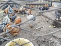 Chickens — 3-сурет