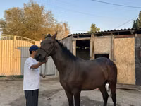 公马, Horses — 照片 3