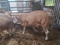 Бұқа, Blonde d’Aquitane cattle — 2-сурет