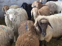 نعجة, Tian-Shan semifinewool sheep — الصورة 7