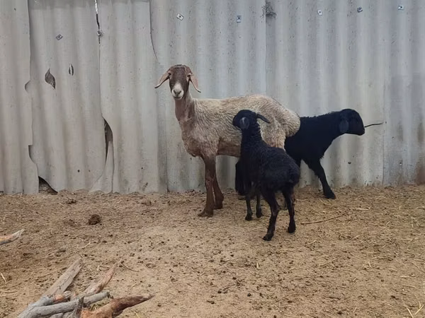 Schaf, Arashan sheep