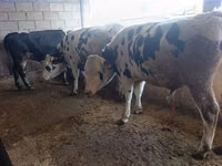 Bulle, Russian Black pied cattle — Foto 1