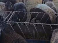 Ram, Sheep — photo 1