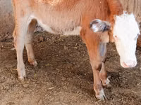 Vaca, Simmental cattle — foto 3