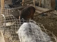 Widder, Hissar sheep — Foto 5