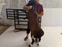 كبش, الأغنام — الصورة 2