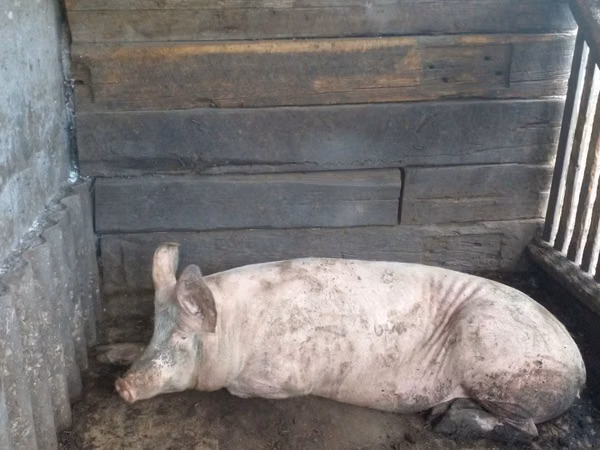 Säue, Schweine — Kasachstan